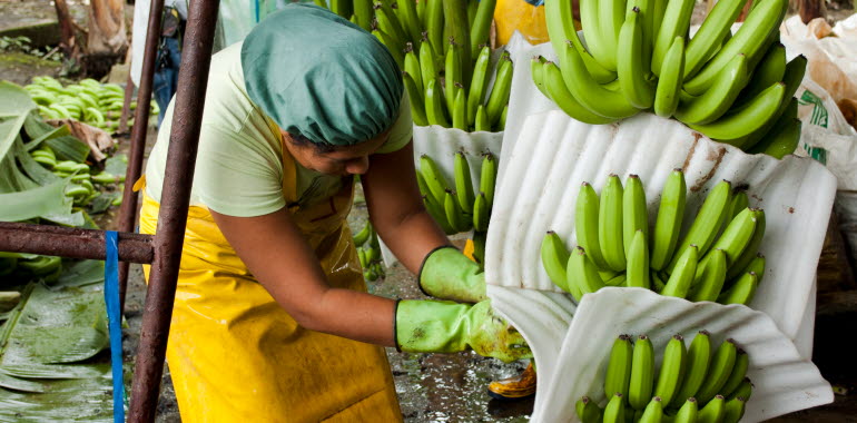 En person som paketerar bananklasar