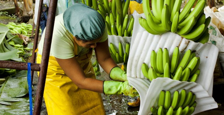 En person som paketerar bananklasar