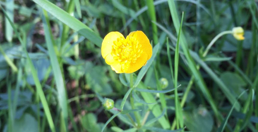 En blommande smörblommar i närbild med gräs runt om sig