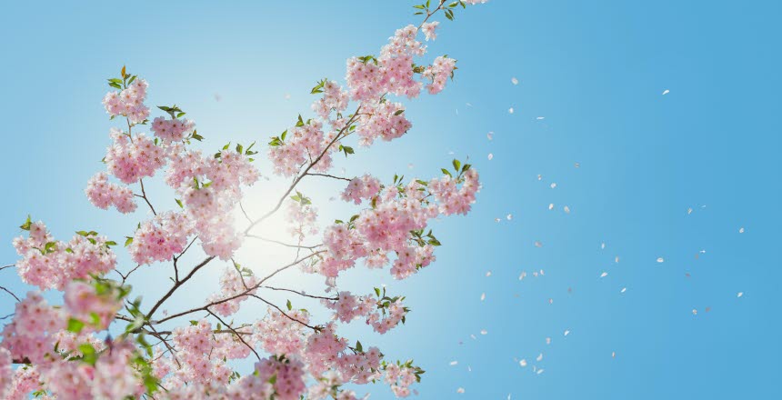 Blå himmel och sol på blomsterkvist