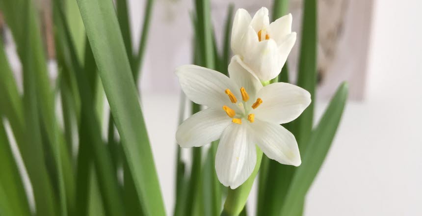 Snödroppar som blommar